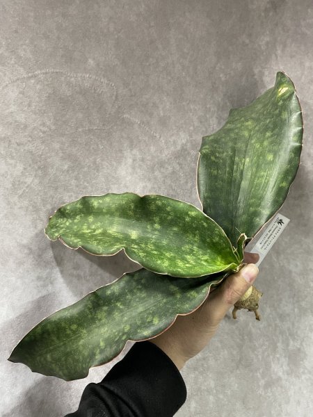 画像1: sp.マフィンガ'グリーンフォーム'(D.sp.mafinga'Green Form') (1)