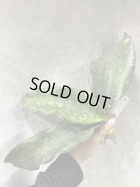 画像1: sp.マフィンガ'グリーンフォーム'(D.sp.mafinga'Green Form') (1)