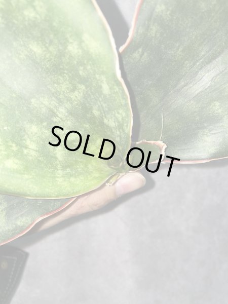 画像2: sp.マフィンガ'グリーンフォーム'(D.sp.mafinga'Green Form') (2)