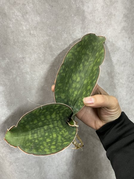 画像2: sp.マフィンガ'ドラゴンウイング'(D.sp.mafinga'Dragon Wing') (2)