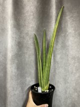 サンスベリア Sansevieria - acacia (Page 1)