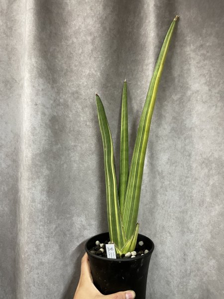 画像1: ペアルソニー 斑入り(D.pearsonii) (1)