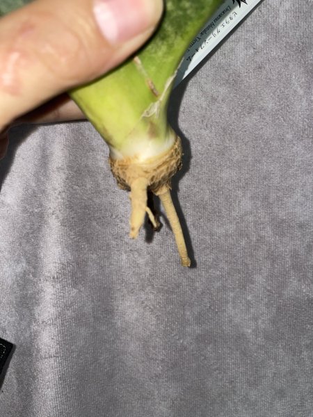 画像3: sp.マフィンガ'グリーンフォーム'(D.sp.mafinga'Green Form') (3)