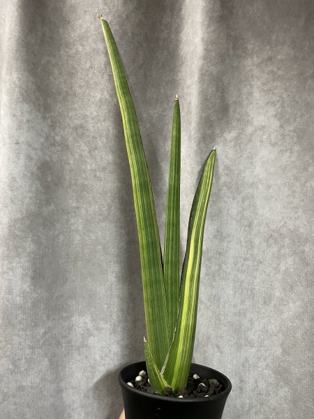 画像2: ペアルソニー 斑入り(D.pearsonii) (2)