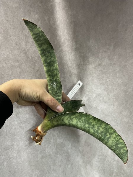 画像1: シミタリフォルミスR944(D.scimitariformis'R944') (1)