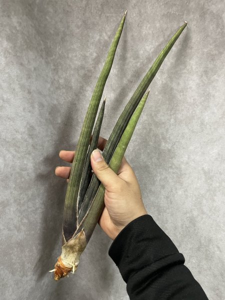 画像2: ピンクセル(D.Pink Cell) (2)