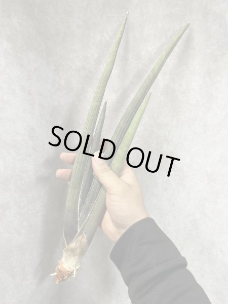 画像2: ピンクセル(D.Pink Cell) (2)