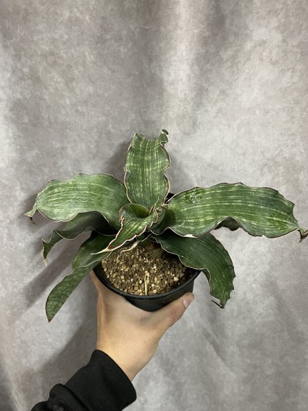 画像2: sp.ウォーターマーク(D.sp.Water Mark) (2)