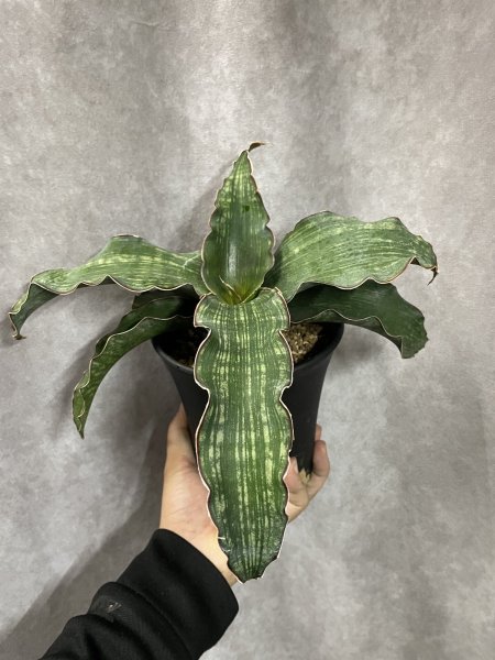 画像1: sp.ウォーターマーク(D.sp.Water Mark) (1)