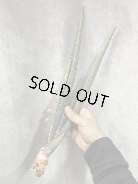 画像1: ピンクセル(D.Pink Cell) (1)