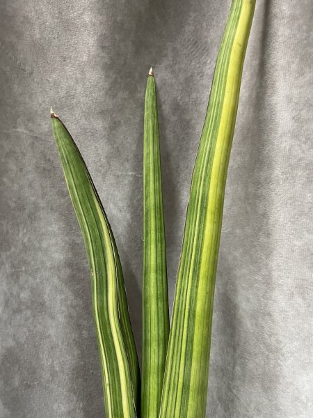 画像3: ペアルソニー 斑入り(D.pearsonii) (3)