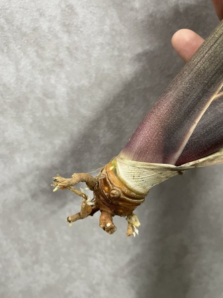 画像3: ピンクセル(D.Pink Cell) (3)