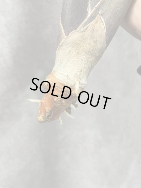 画像3: ピンクセル(D.Pink Cell) (3)