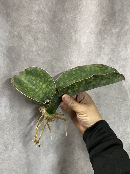 画像1: sp.マフィンガ'ドラゴンウイング'(D.sp.mafinga'Dragon Wing') (1)