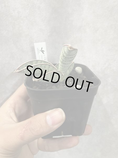 画像1: sp.エイル(チャヒニアニー)(D.chahinianii) (1)