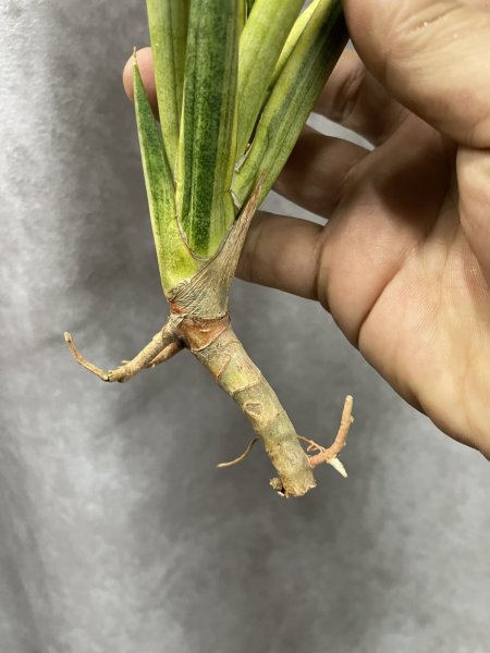 画像3: ブンルートーチ斑入り(D.Bunlue Torch variegata) (3)