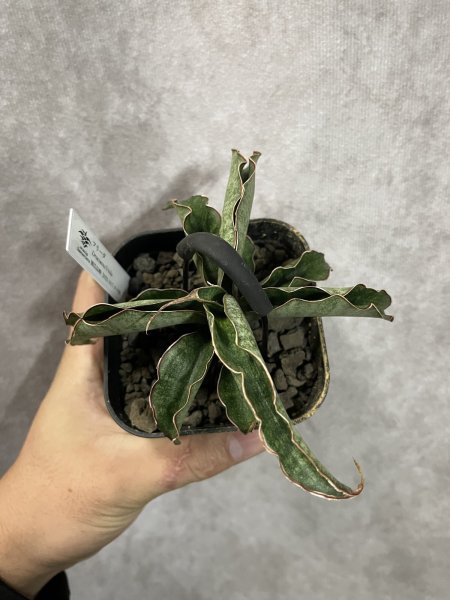 画像2: フリーダ(D.Feida) (2)