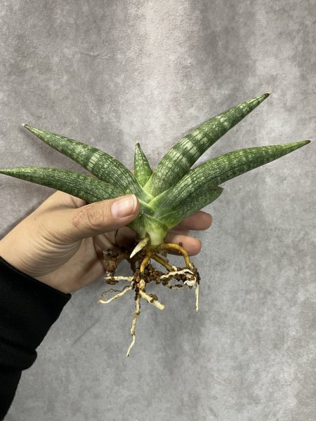 画像2: マーベル(D.Marbel) (2)