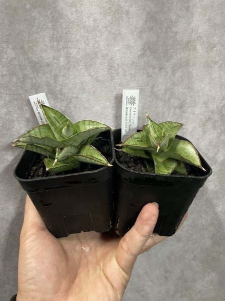 画像1: アイストーン(D.Ice Thone) (1)