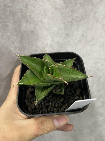 画像3: エメラルドウイング(D.Emerald Wing) (3)