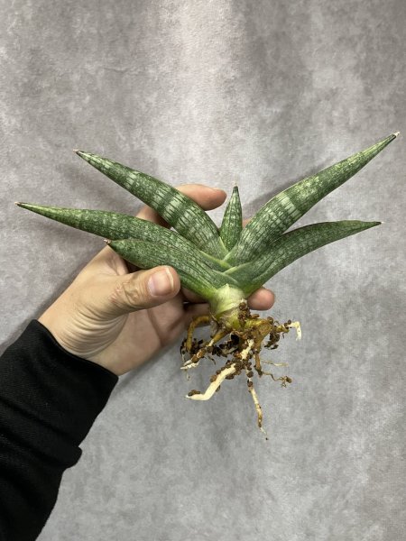 画像1: マーベル(D.Marbel) (1)