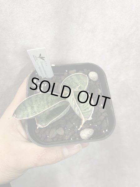 画像2: sp.エイル(チャヒニアニー)(D.chahinianii) (2)