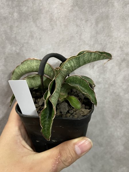 画像3: フリーダ(D.Feida) (3)