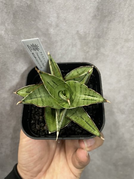 画像2: アイストーン(D.Ice Thone) (2)