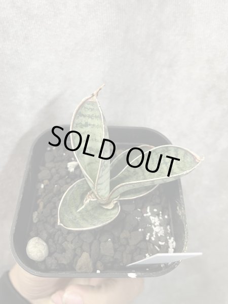 画像3: sp.エイル(チャヒニアニー)(D.chahinianii) (3)