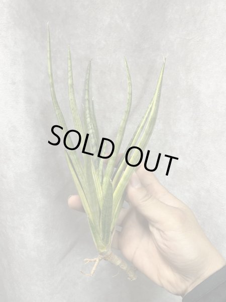 画像2: ブンルートーチ斑入り(D.Bunlue Torch variegata) (2)