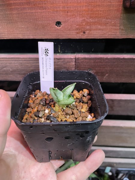 画像2: ポップアイ(D.Pop Eye) (2)