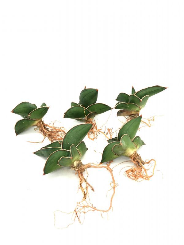 サンスベリア サンスベリア サムライドワーフ サンスベリアの通販acaciabyaerophyte