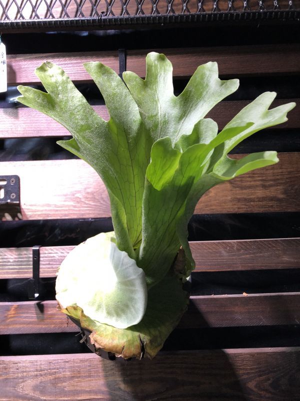 ビカクシダ グランデ グランデの通販acaciabyaerophyte