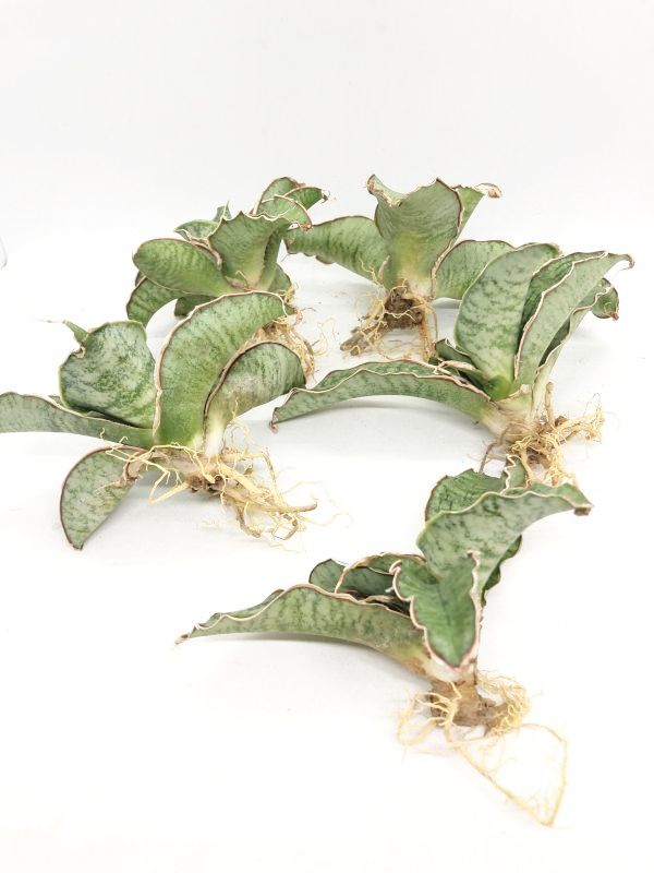 サンスベリア サンスベリア シルバーブルー サンスベリアの通販acaciabyaerophyte
