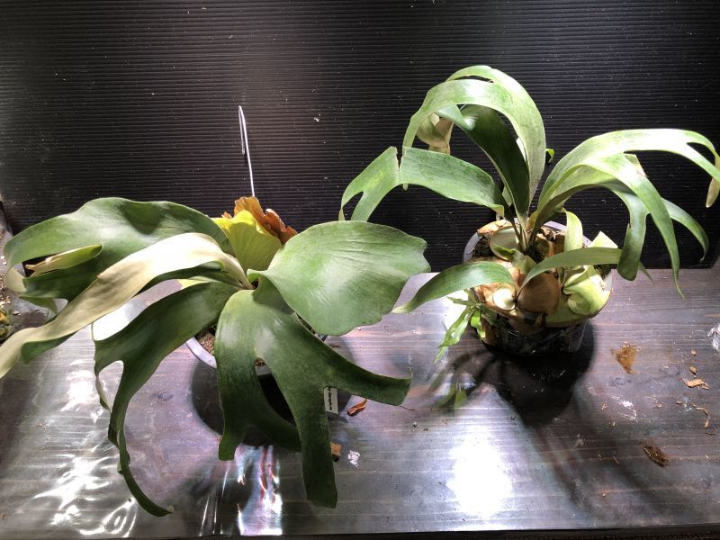 ビカクシダ アルシコルネマダ X ビフルカツム アルシコルネ系ハイブリッドの通販acaciabyaerophyte ビカクシダ アルシコルネマダ X ビフルカツム アルシコルネ系ハイブリッドの通販acaciabyaerophyte