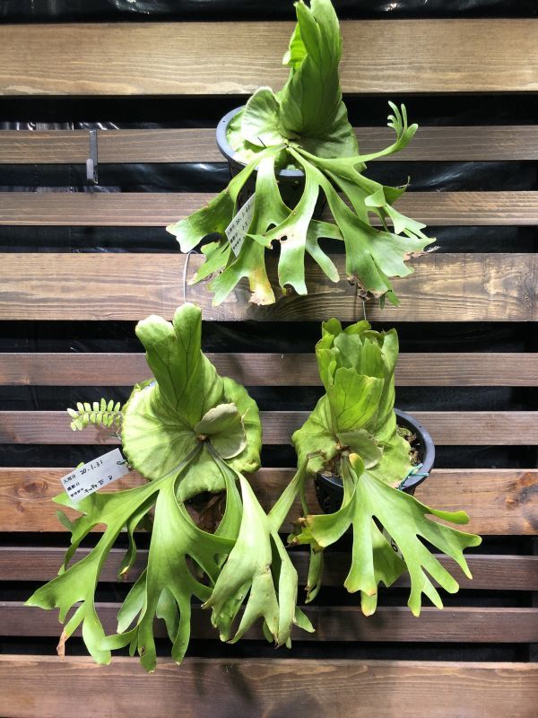 ビカクシダ リドレイ 販売 ビカクシダ リドレイ 販売