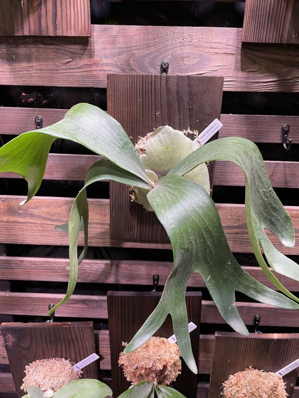 ビカクシダ ヒリーxウィリンキー ヒリーの通販acacia