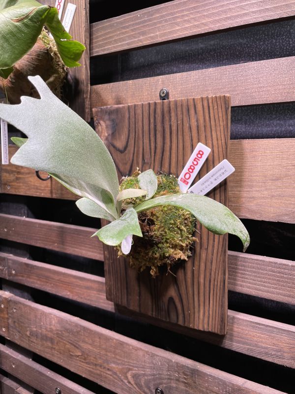 ビカクシダ ウィリンキー ウィリンキーの通販acacia