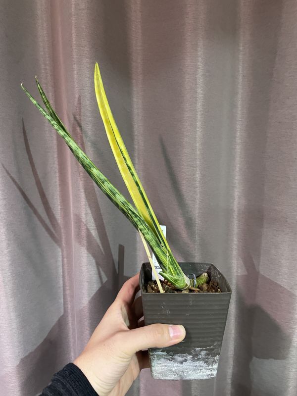 サンスベリア 10 27 サンスベリア ファーンウッド斑入りa S Fern Wood V サンスベリアの通販 Acacia