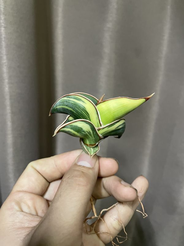 サンスベリア図鑑 ・ロリダ斑入り(S.rorida variegata)｜サンスベリアの通販 acacia