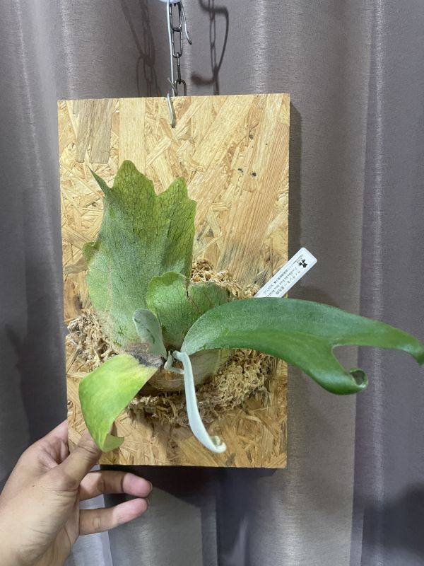 ビカクシダ ウィリンキー　大株 大株です！ビカクシダ『ウィリンキー』2番 | Planet Plants