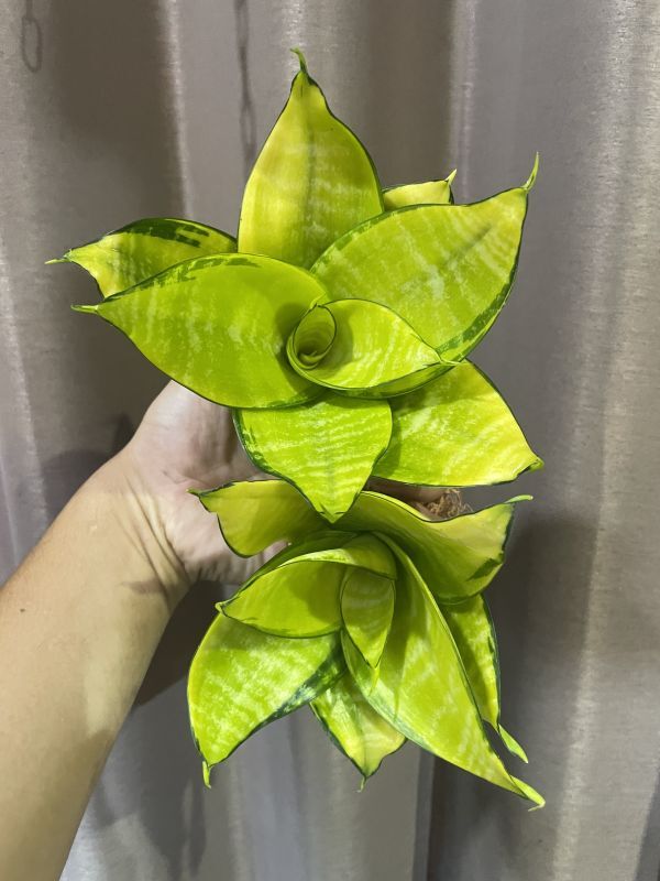 Amazon｜ムーンシャイン 超希少 サンスベリア 観葉植物 空気清浄